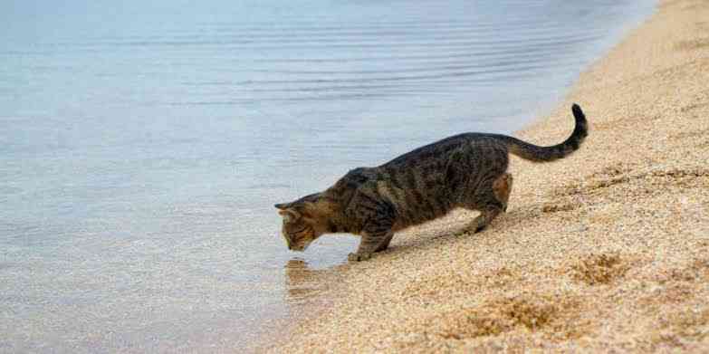 Cats can drink seawater (saltwater). Because they have kidneys that can filter out salt and use the water content to hydrate their bodies. | MirrorLog